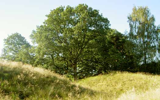  Några av de kvarvarande vallarna på Stynaborg, 1 sept 2002 